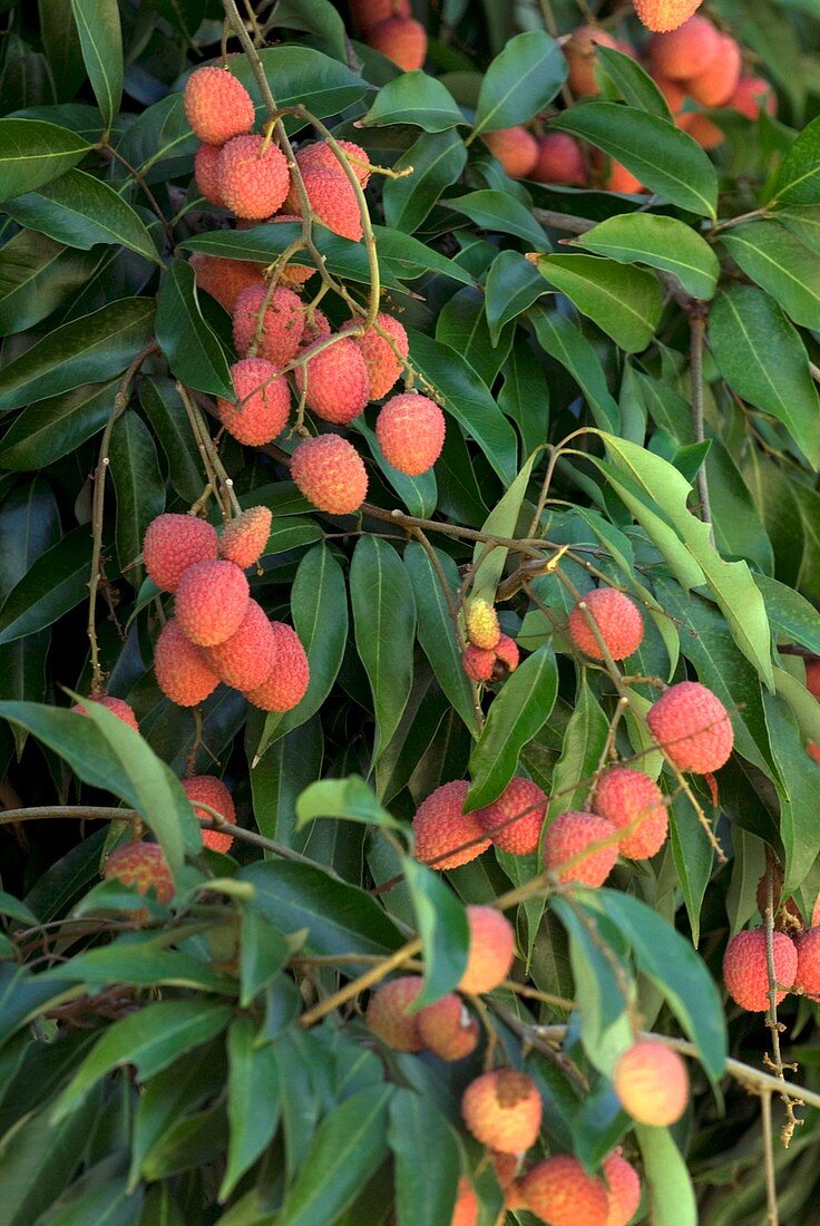 Lychee fruit (Litchi chinensis)