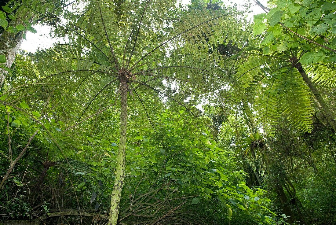 Tree fern,Madagascar