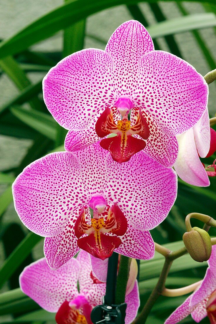 Orchid (Phalaenopsis 'Gran Canaria')