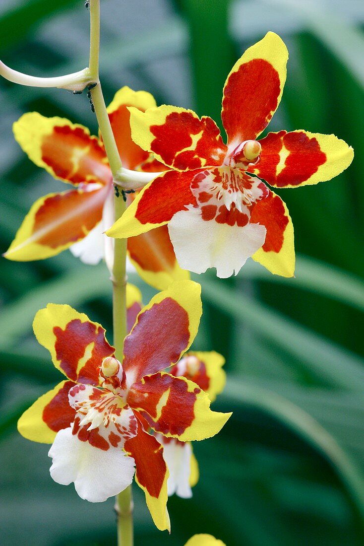 Orchid (Burrageata 'Jungle Moss')