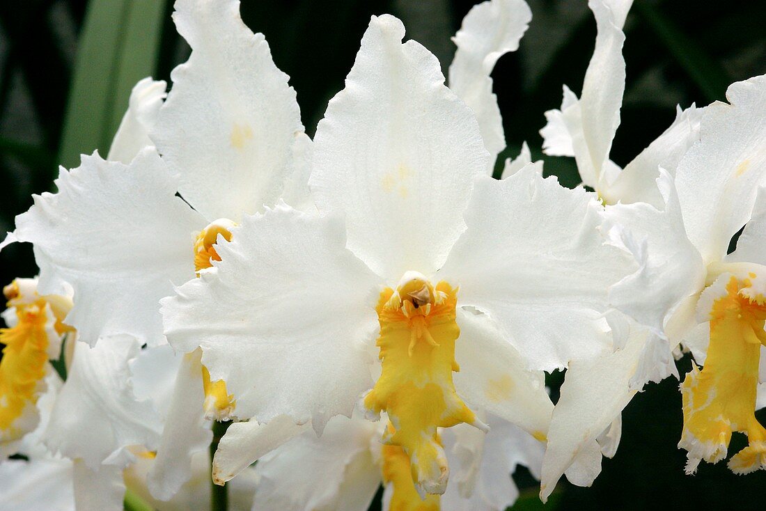 Orchid (Odontoglossum 'Augres')
