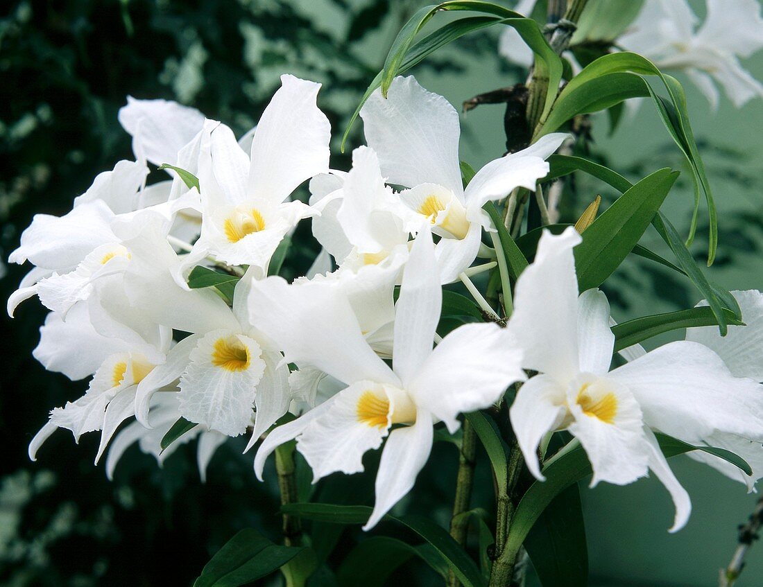 Orchid (Dendrobium 'Infundiburum')