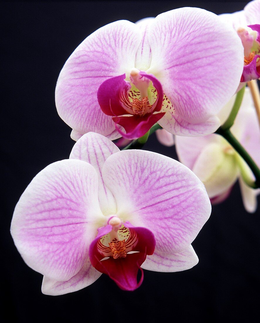 Orchid (Phalaenopsis 'Spanish Melody')