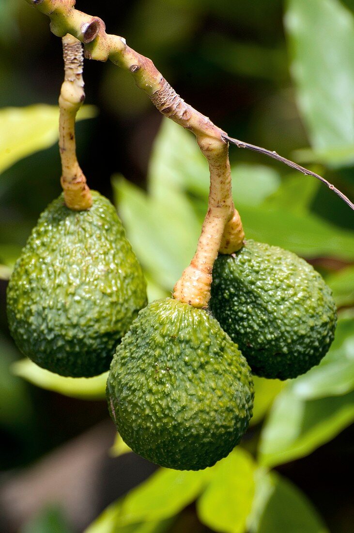 Ripening avocado pears (Persea americana)