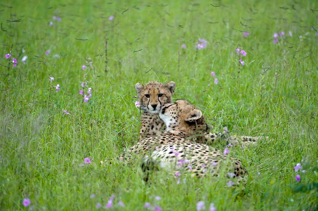 Cheetahs