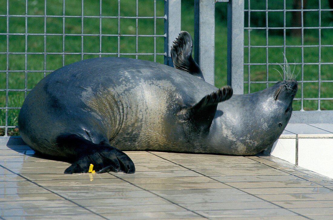 Seal at a rehabilitation centre