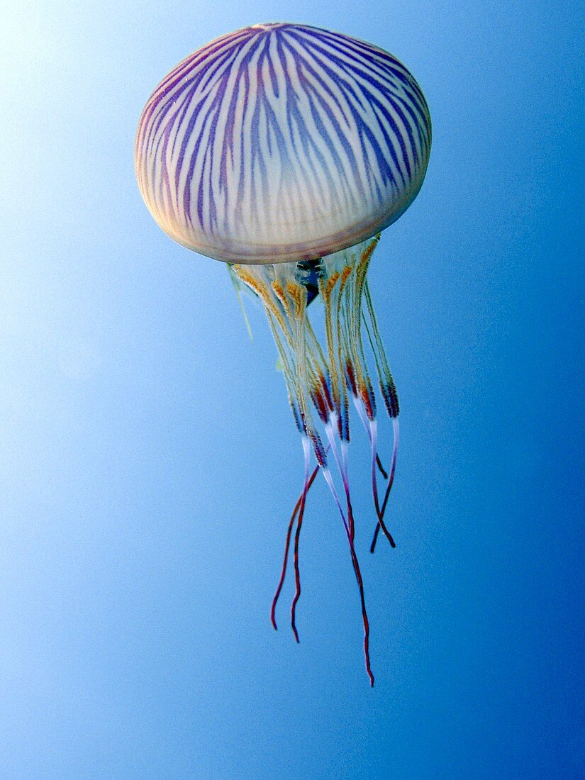 Scyphozoan jellyfish