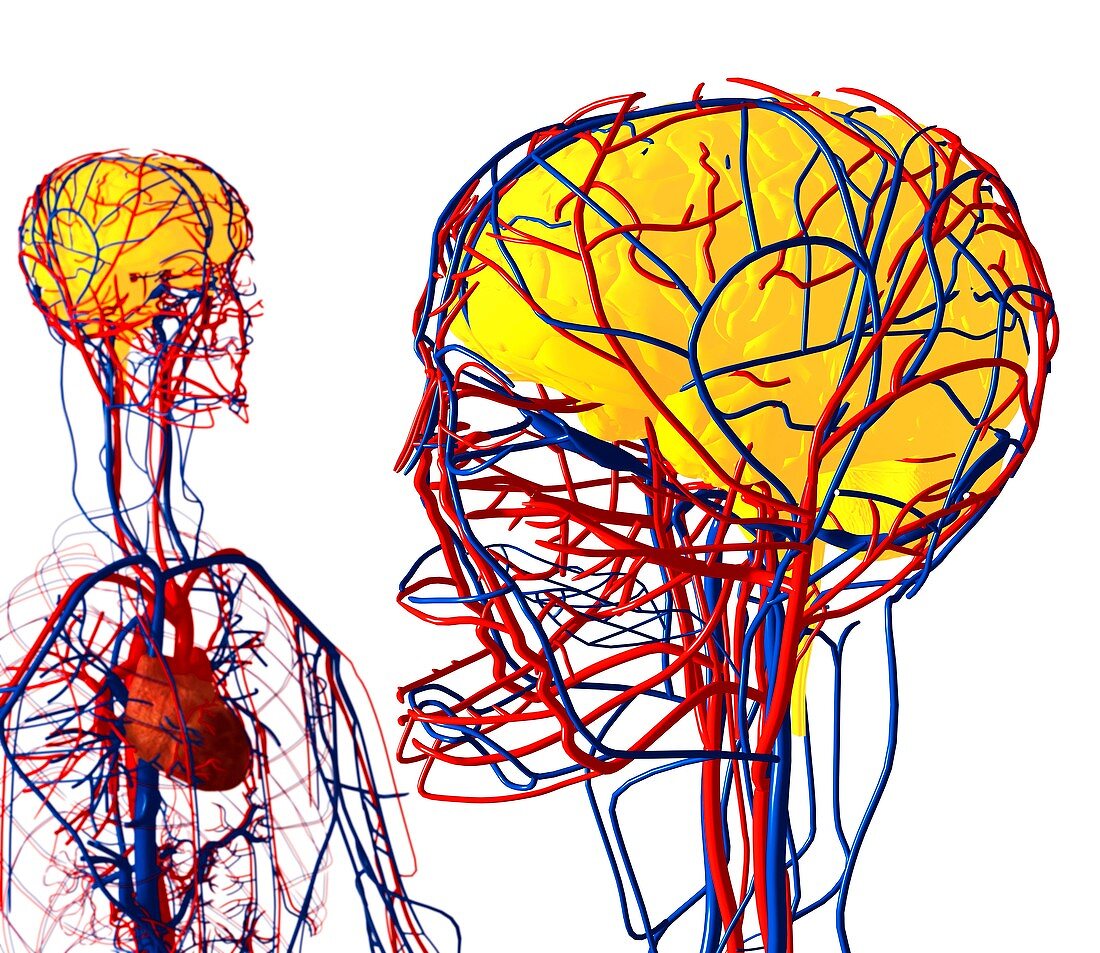 Cardiovascular system and brain,artwork