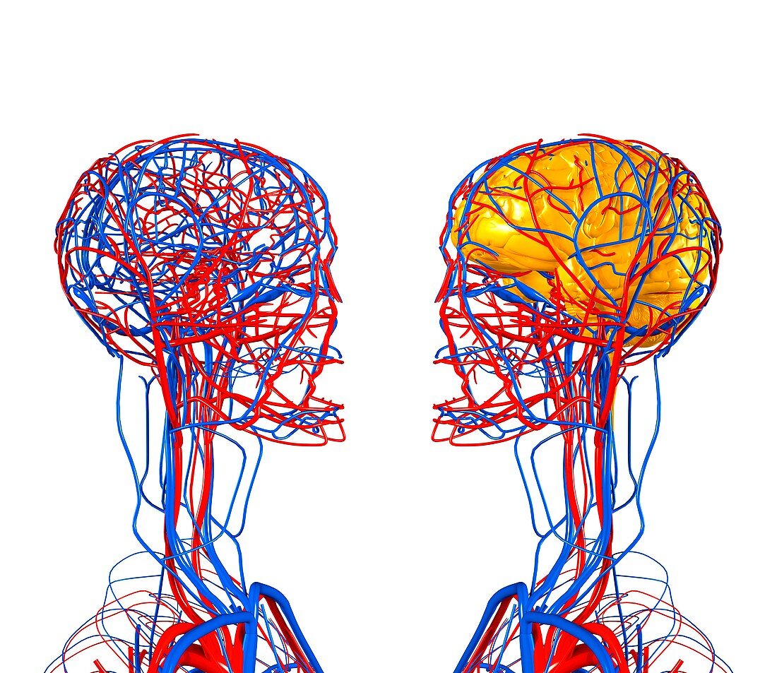 Circulatory system and brain,artwork