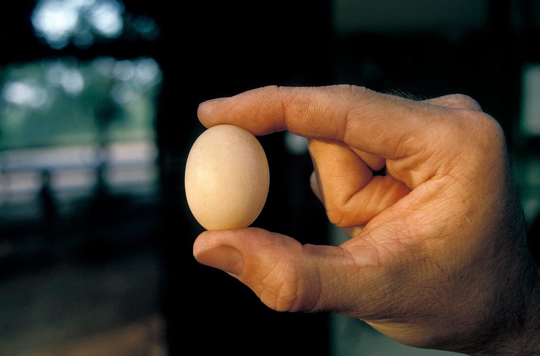 Hermann's tortoise egg