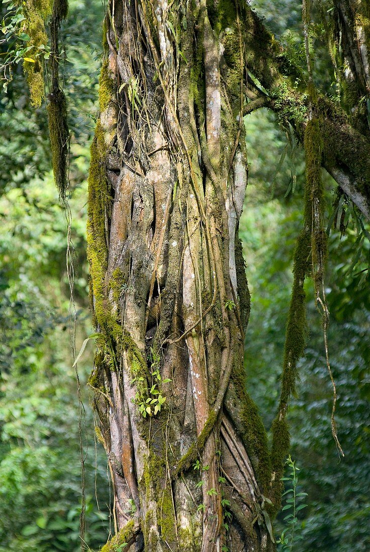 Lianas and moss on a tree trunk