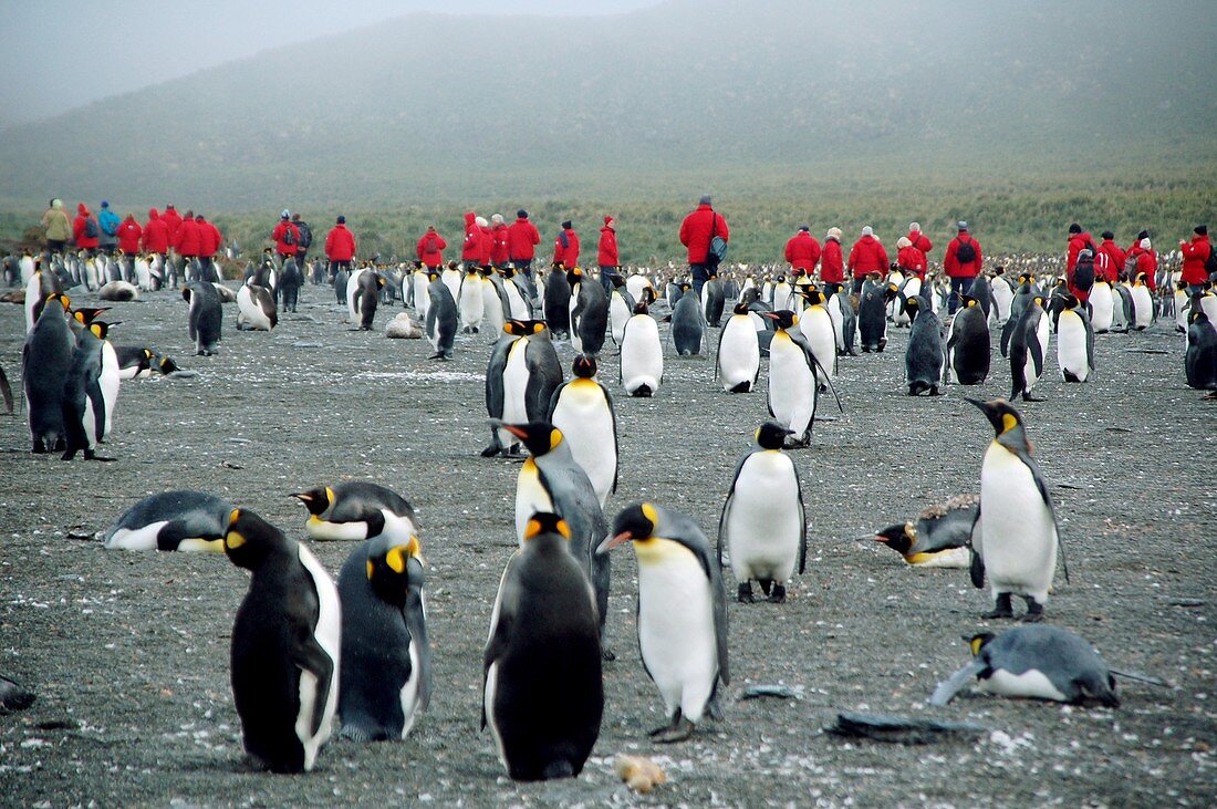 Antarctic tourism