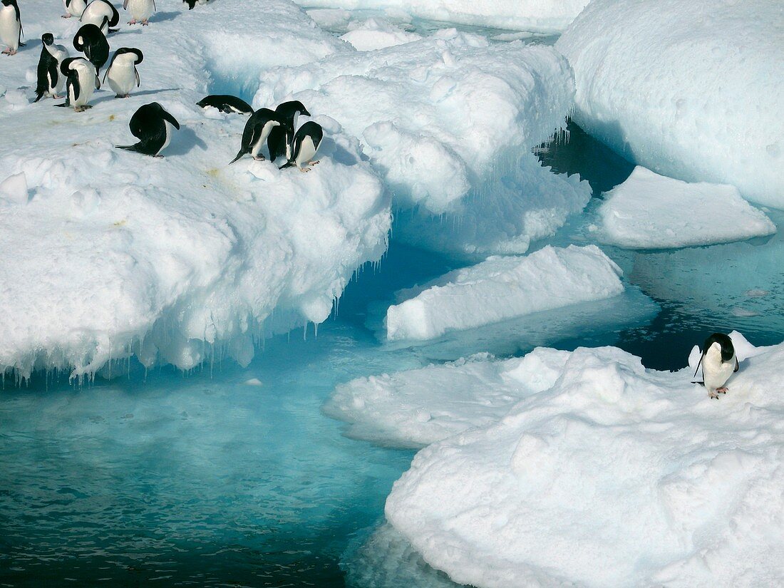 Adelie penguins,Antarctica