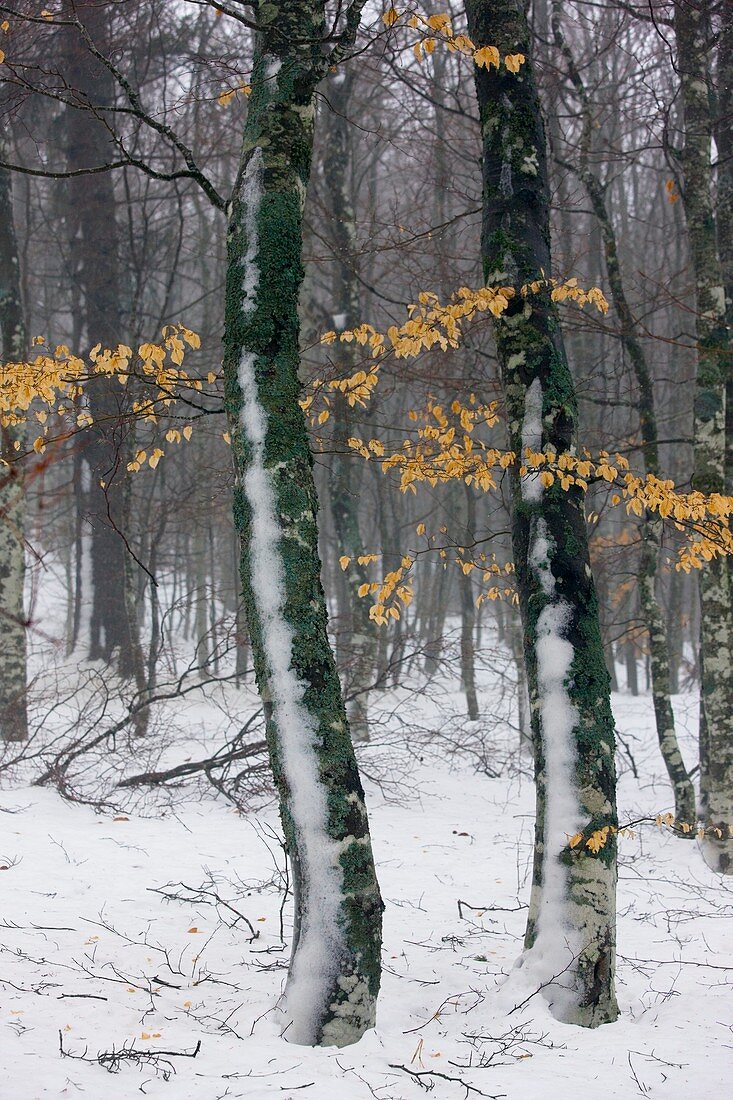 Beech wood (Fagus sylvatica) in snow