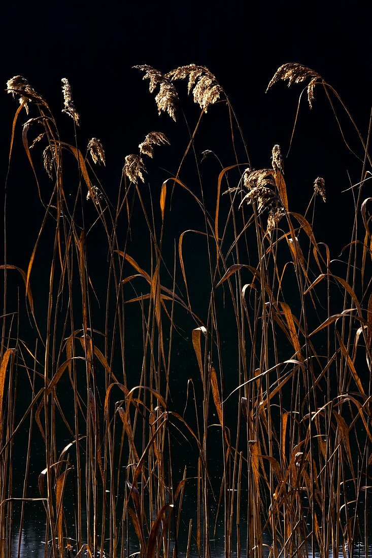 Common reeds (Phragmites australis)