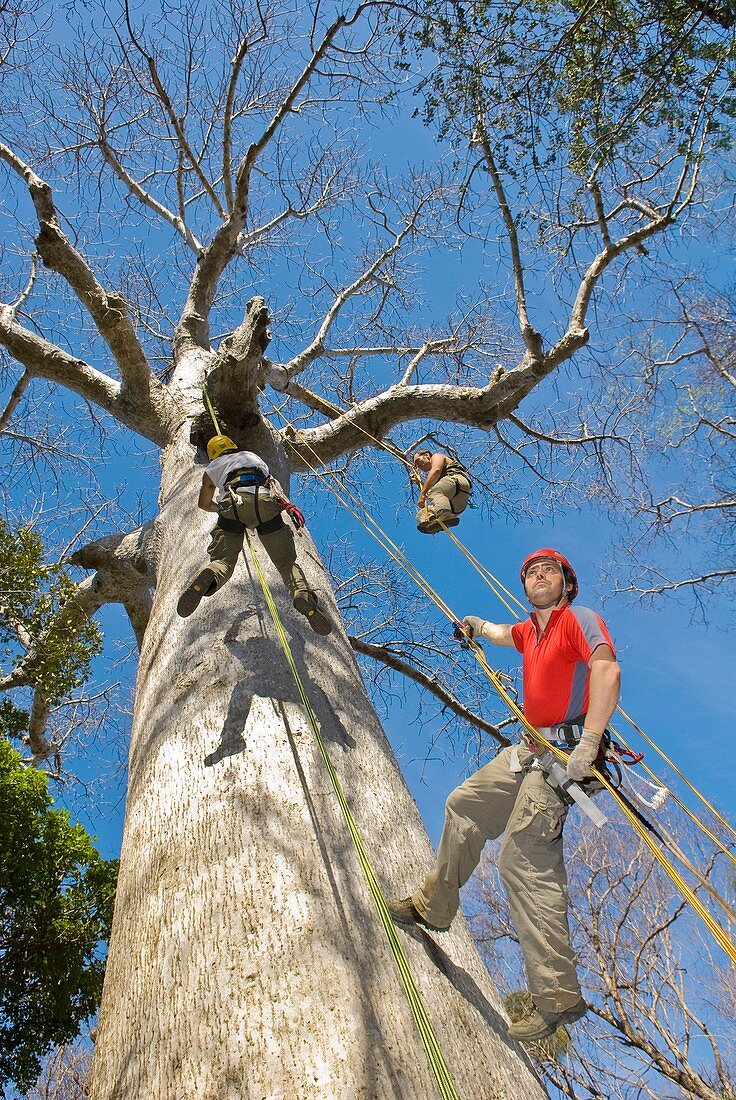 Tree climbing