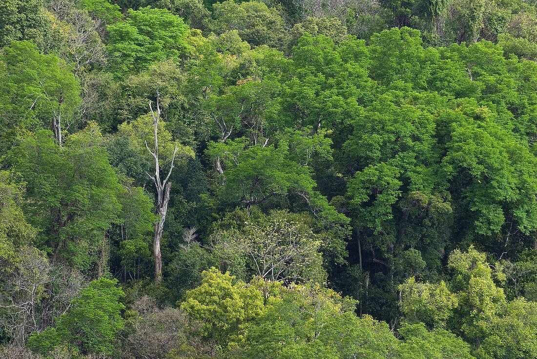 Tropical rainforest