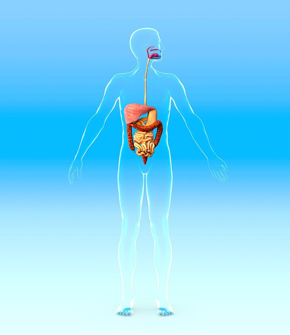 Digestive system,artwork