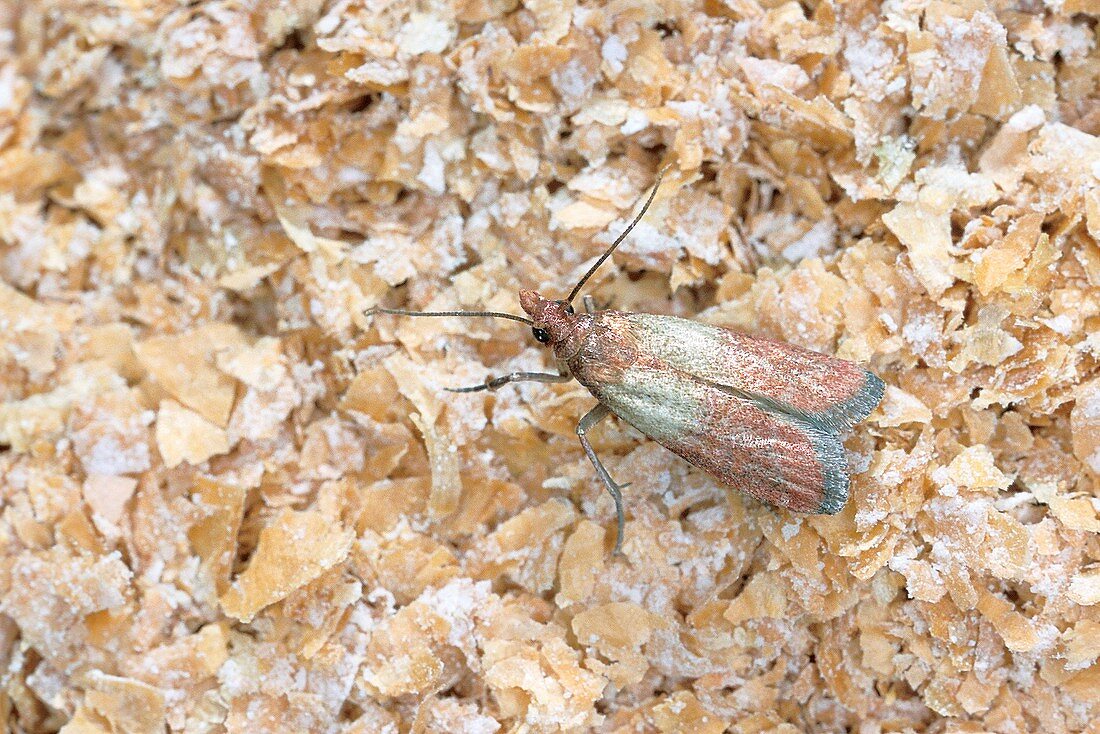Adult Indianmeal moth