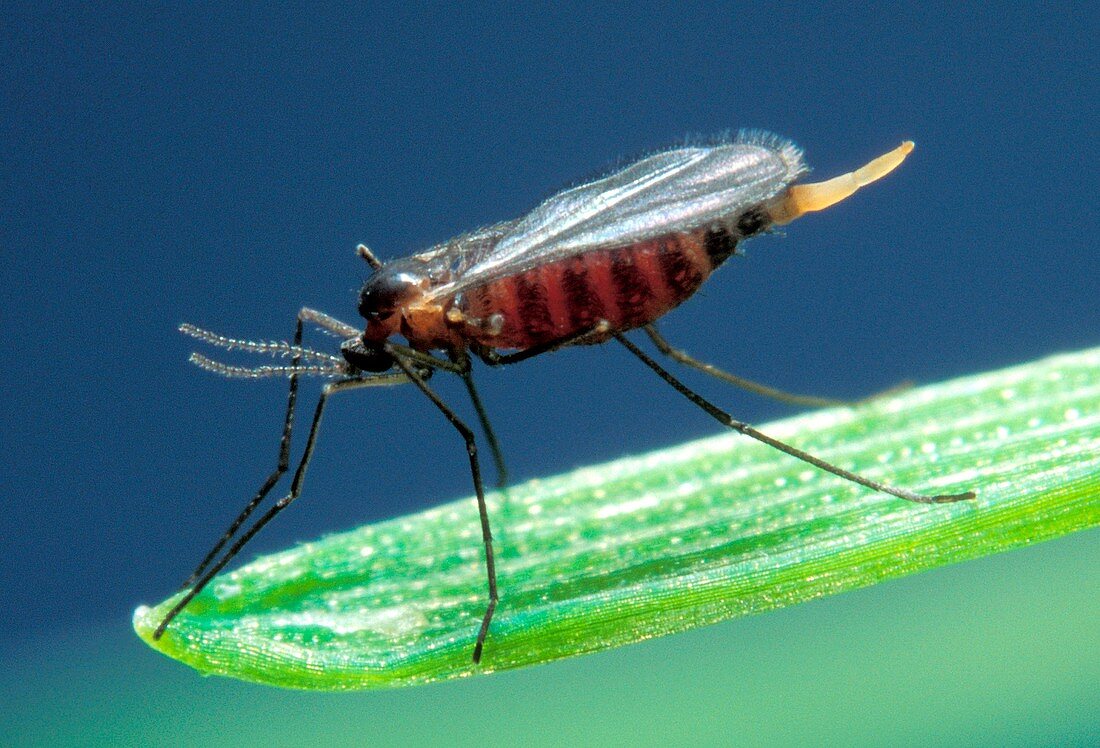 Female hessian fly