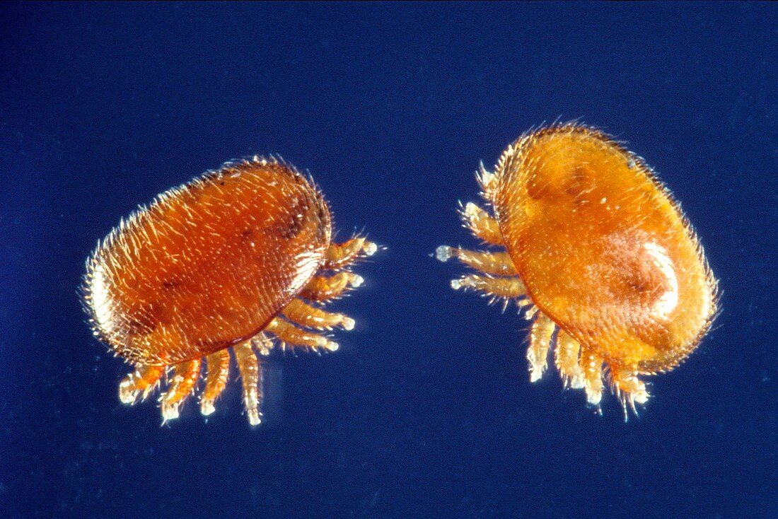 Varroa jacobsoni mites