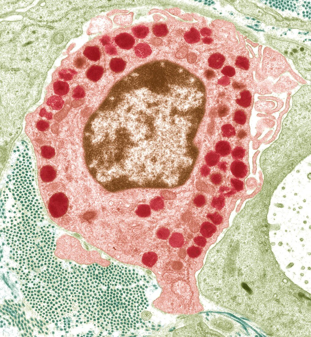 Macrophage cell,TEM