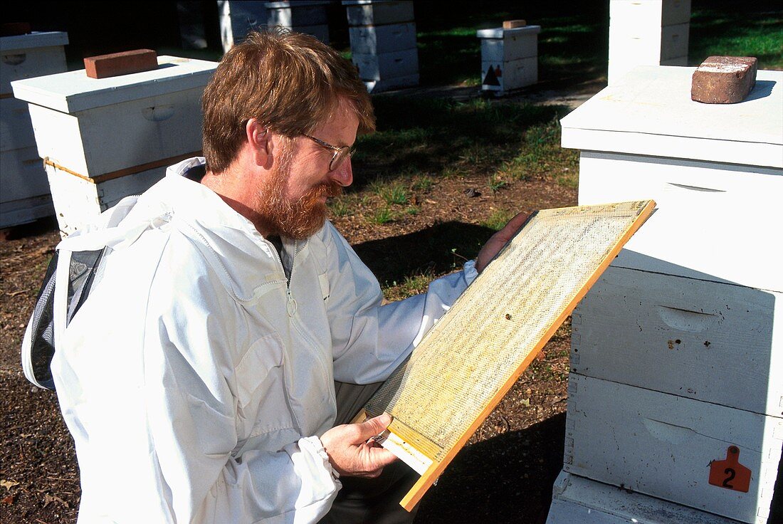 Honey bee health research