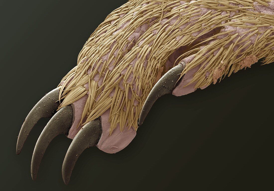 Forefoot of a common shrew,SEM