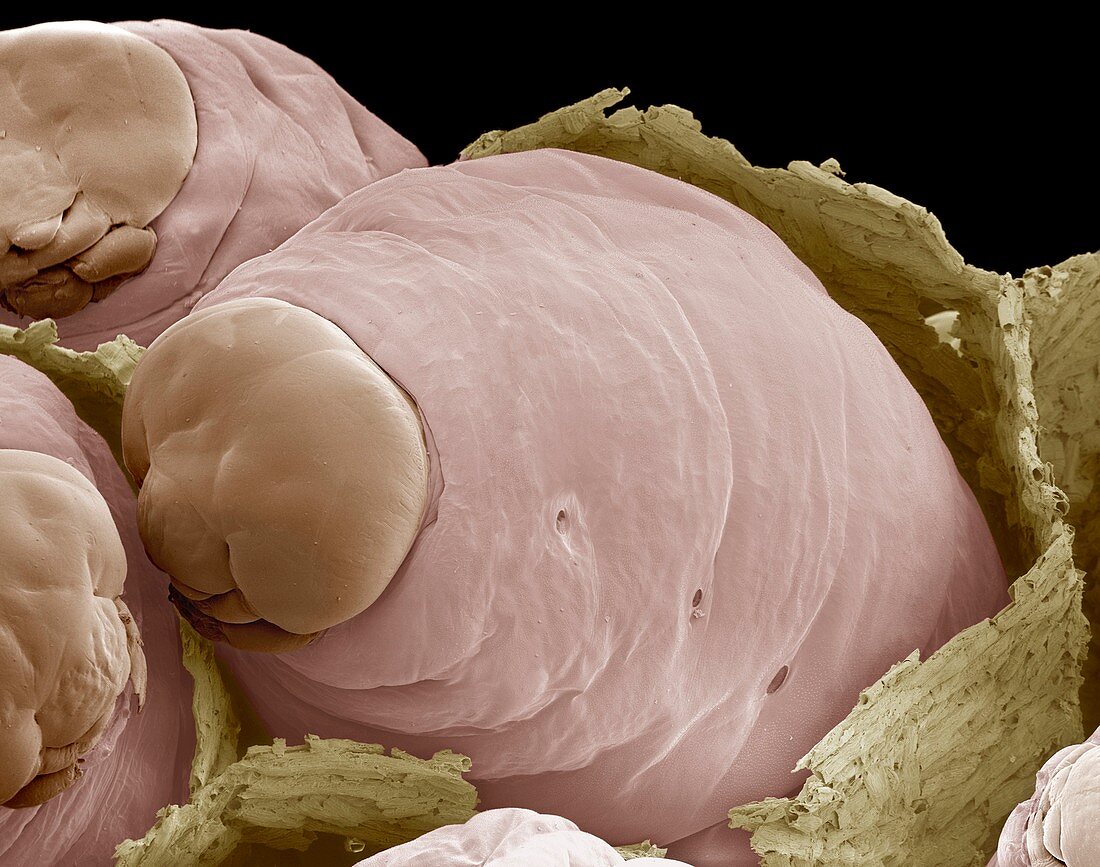 Paper wasp larvae,SEM