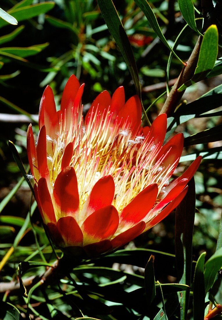 Common sugarbush protea flower
