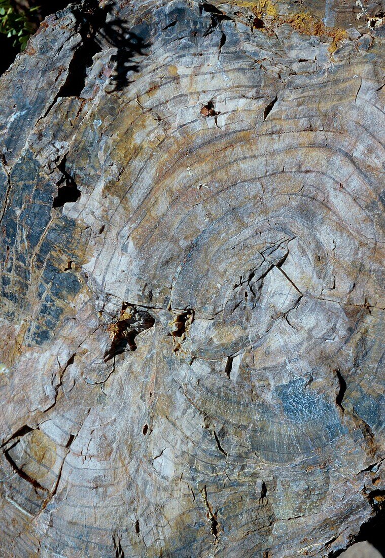 Fossilised wood