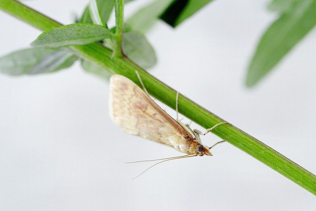 Female European corn borer moth