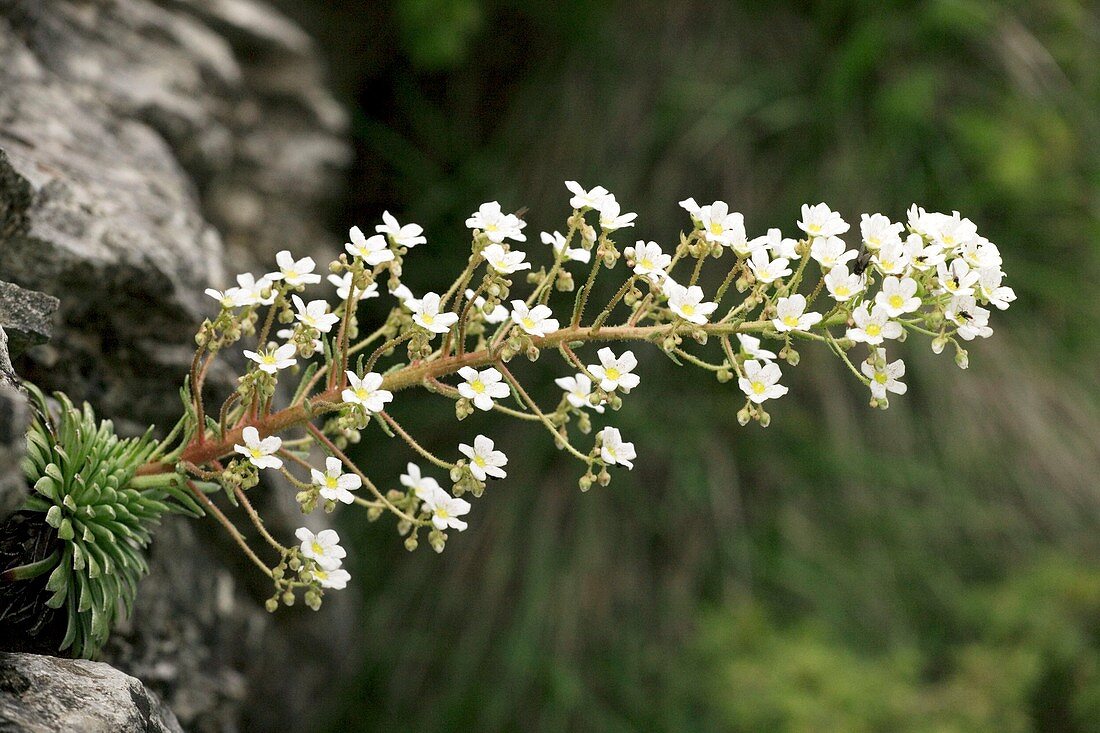 Pyrenean saxifrage (Saxifraga longifolia)