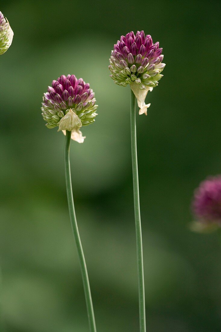 Round-headed leek,Allium sphaerocephalon