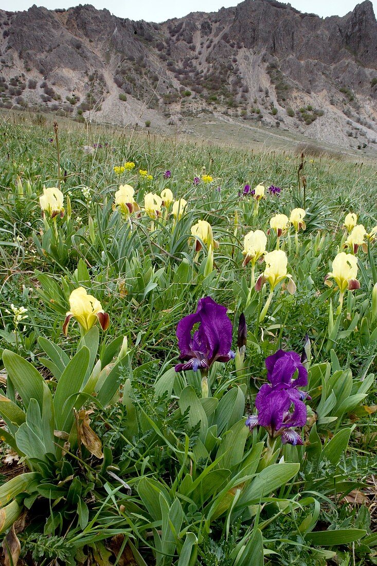 Dwarf iris (Iris pseudopumila)