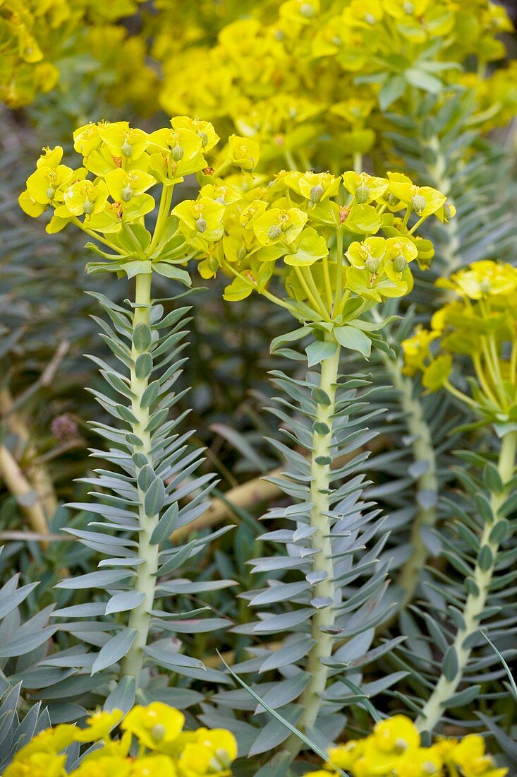 Mountain spurge (Euphorbia rigida)