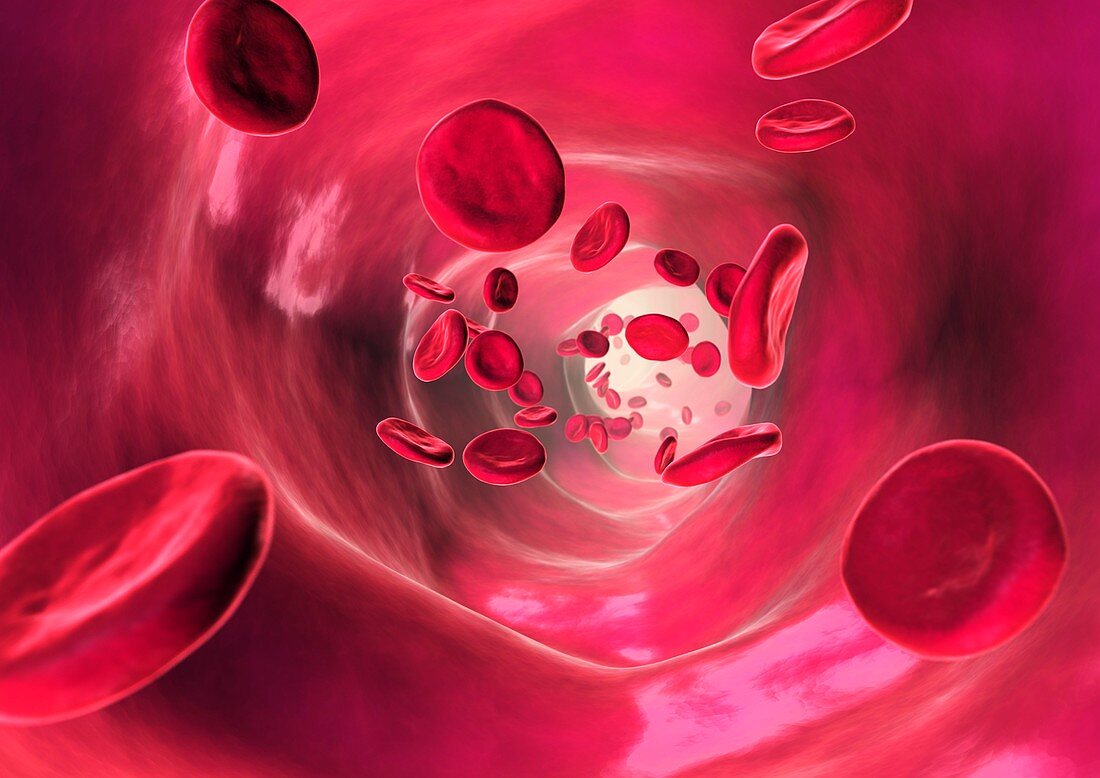 Red blood cells in blood vessel,artwork