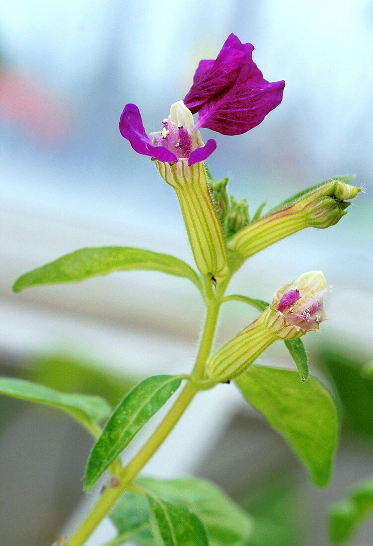 Cuphea flower
