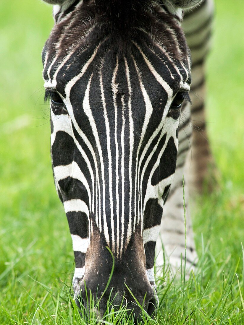 Grevy's zebra