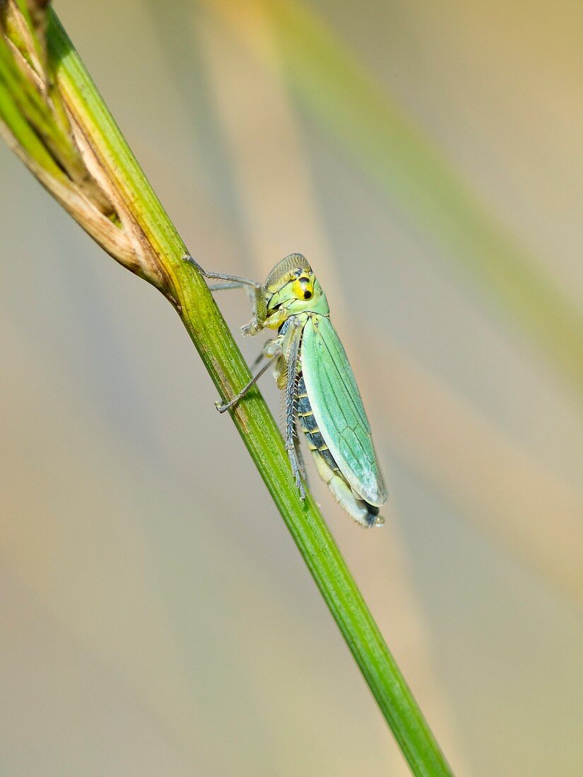 Green leafhopper on a plant stem