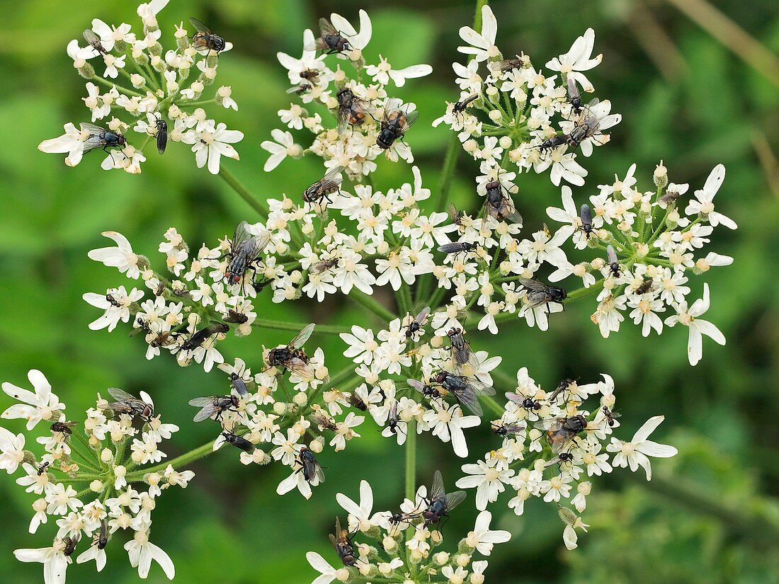 Flies feeding on a carrot flower head