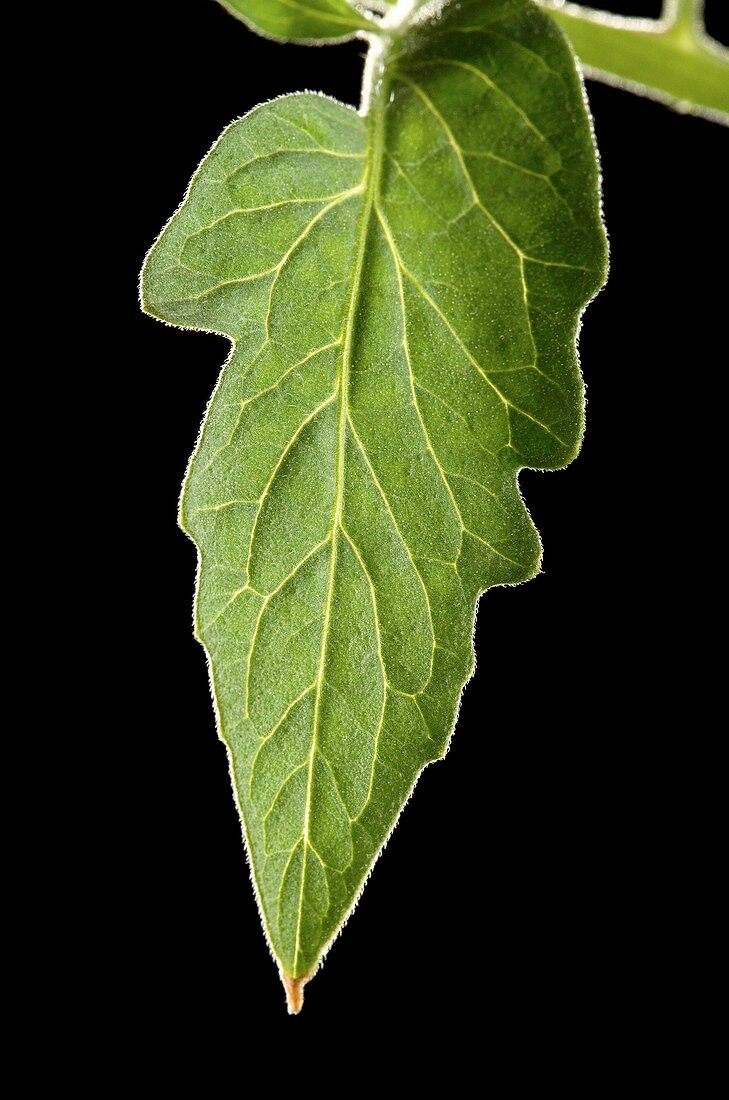 Tomato leaf