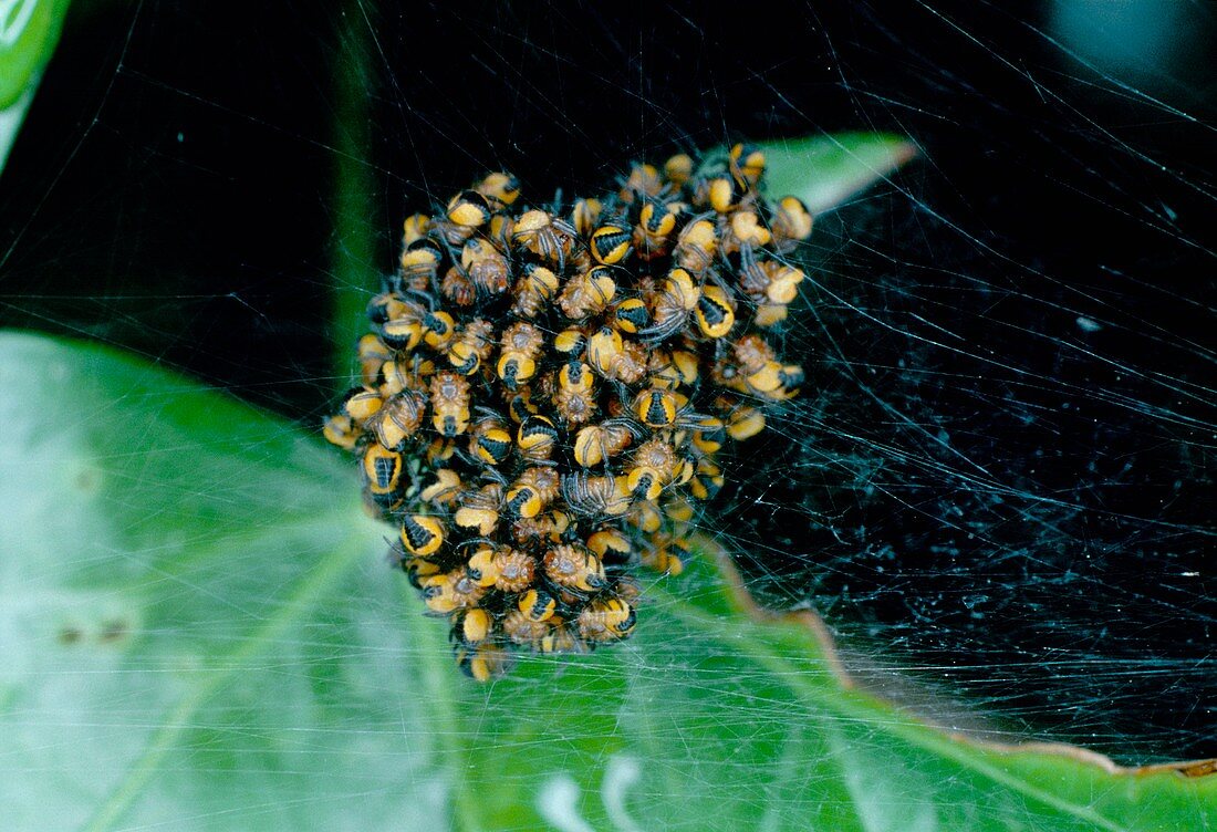Juvenile European garden spiders