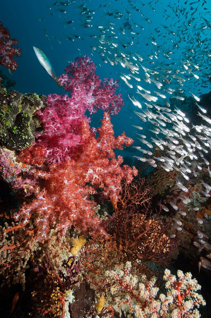 Sweeper fish and soft corals