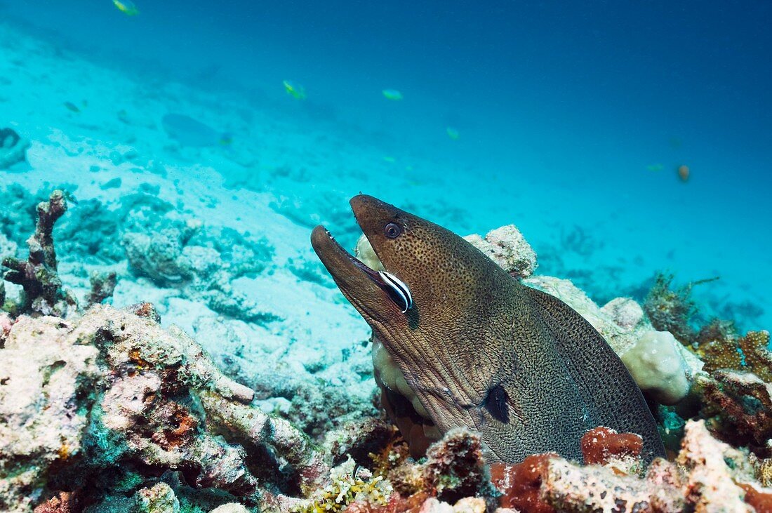 Giant moray eel and cleaner wrasse