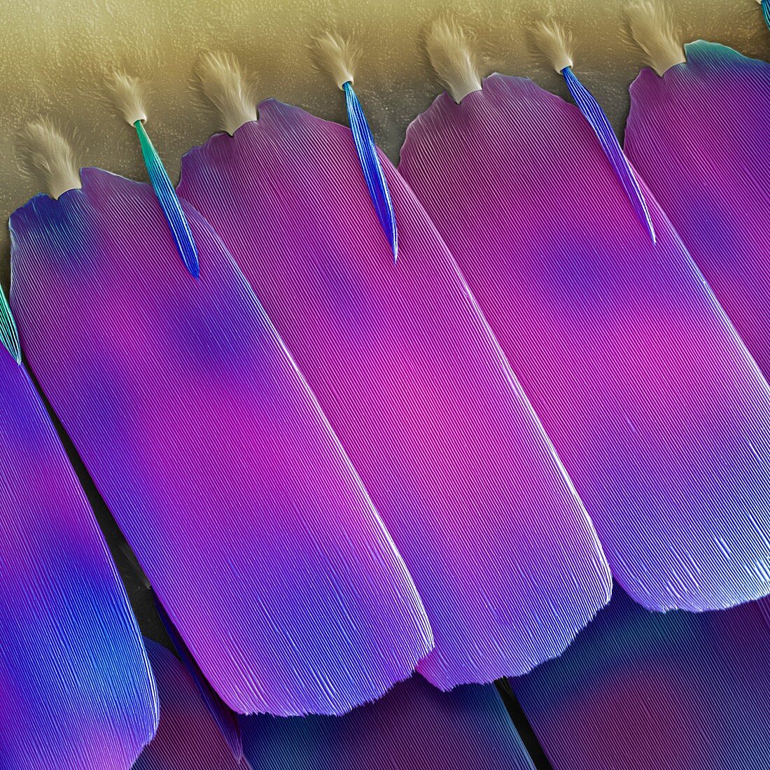 Butterfly wing scales,SEM