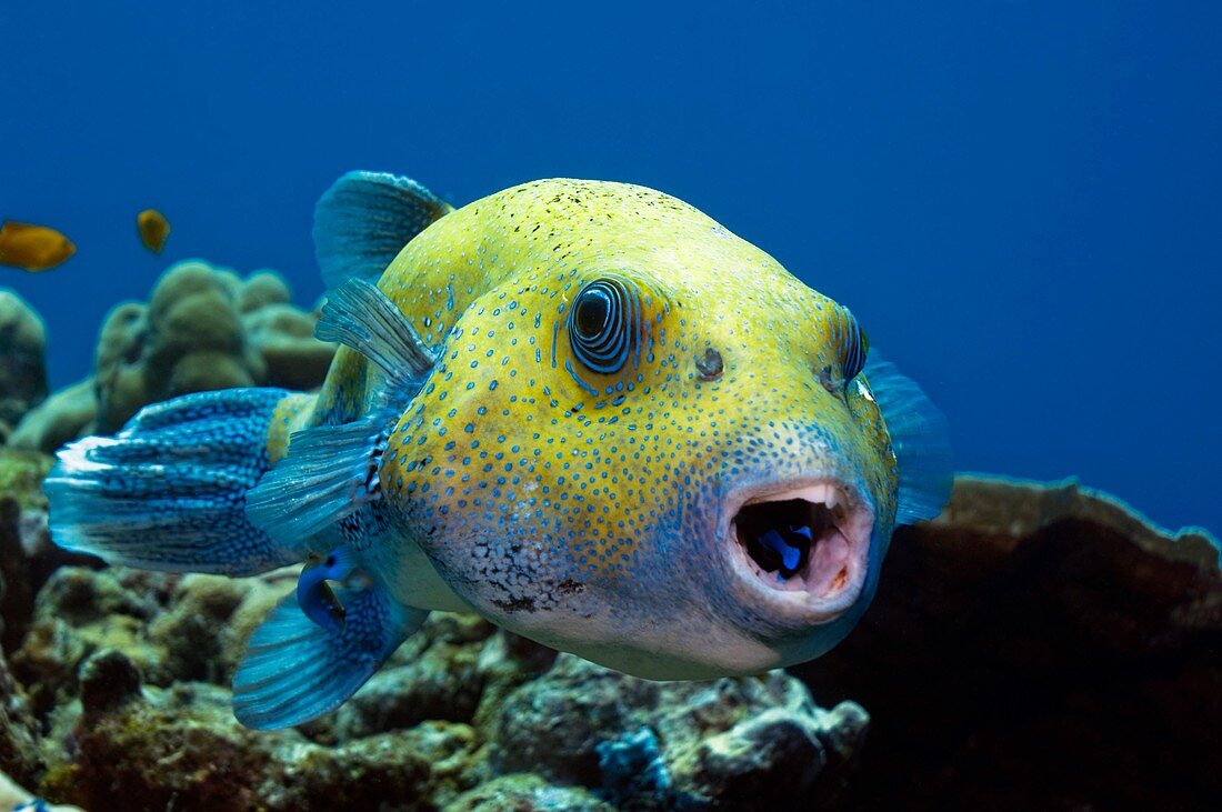 Star pufferfish and cleaner wrasse