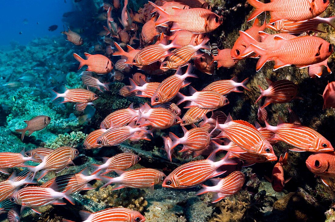 Crown squirrelfish and red soldierfish
