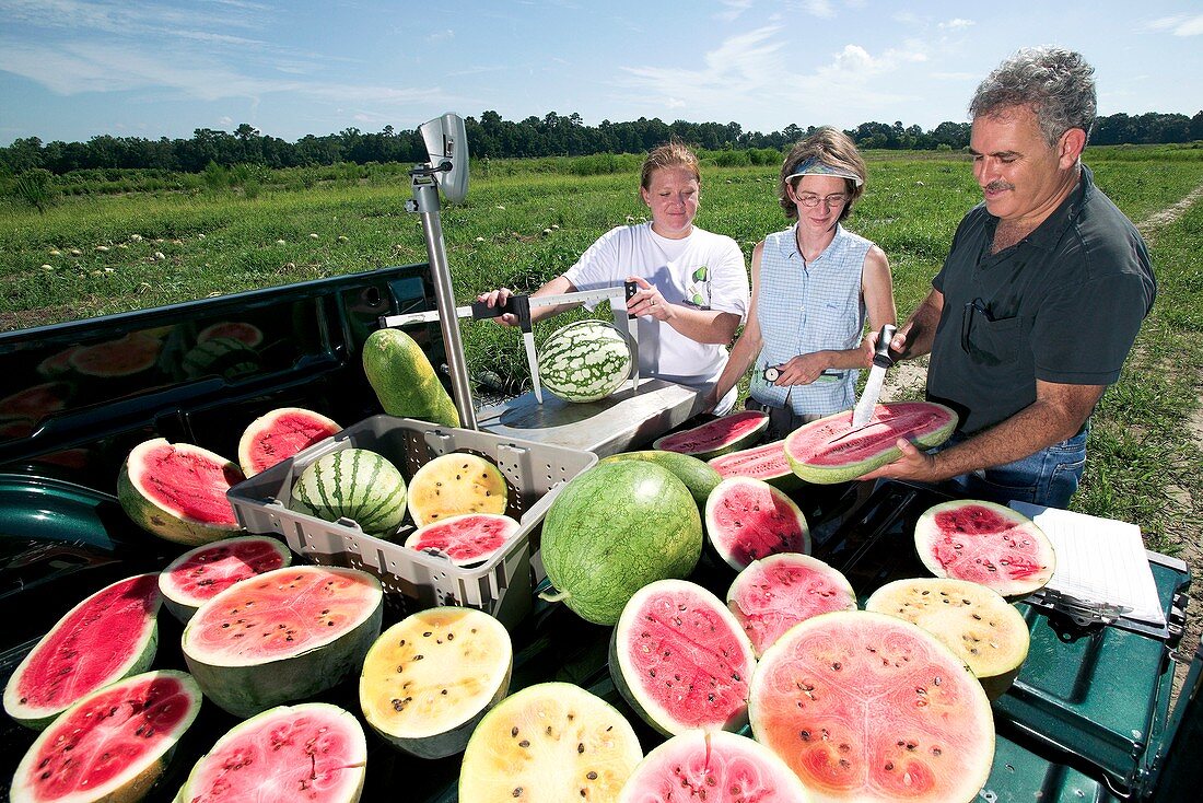 Watermelon cross-breeding research