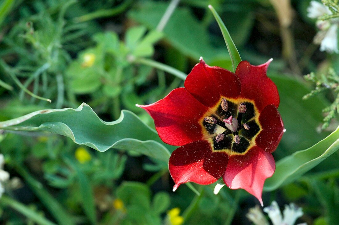 Cypriot tulip flower (Tulipa cypria)